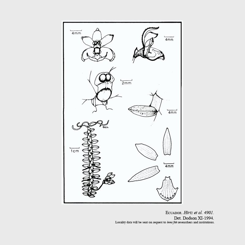 Dichaea muyuyacensis